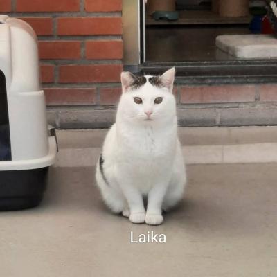 Lio en Laika